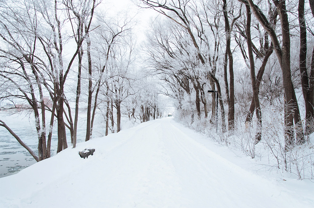 snow winter trees