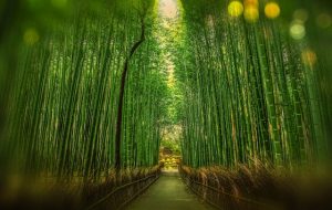 bamboo trees